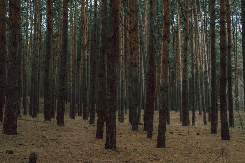Pinery Provincial Park forest and dunes